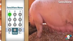 Clé USB 3 : Animaux